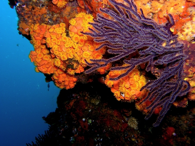  Live corals 